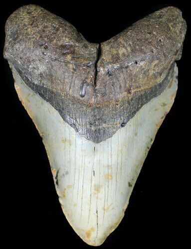 Bargain, Megalodon Tooth - North Carolina #45613